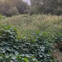 فروش فوری باغ|فروش زمین و ملک کلنگی|پاوه, |دیوار