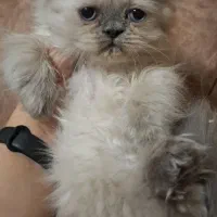 اسکاتیش پرشین بلو پوینت چشم ابی نر|گربه|تبریز, |دیوار