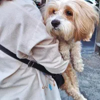 پانی خانم نژاد شیتزو