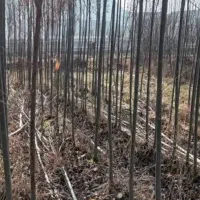 امورات باغبانی