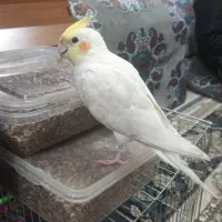 عروس هلندی گمشده