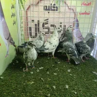 کفتر ،لوازم ،دونه