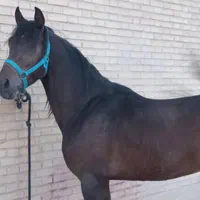 نریان عرب ۵ ساله خالص