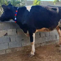 تلیسه گاو هلشتاین یک گوساله زاییده 10کیلوشیر