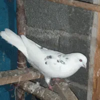 کبوتر