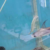 ماهی اسکار ردسورم دالر فوکوس شکاری|ماهی|فلاورجان, |دیوار