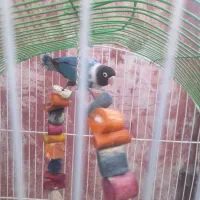 طوطی برزیلی|پرنده|اردبیل, |دیوار