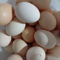 تخم مرغ طبیعی تازه دونه ای ۲۰تومن