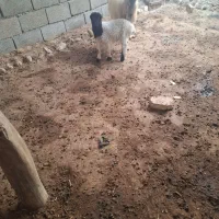 میش وبره نر|حیوانات مزرعه|تخت, |دیوار