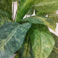 دیفن باخیا  مصنوعی  5 شاخه با36 برگ پهن و کشیده