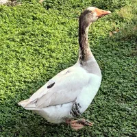 یک عدد غاز نر و سه عدد اردک‌هوایی