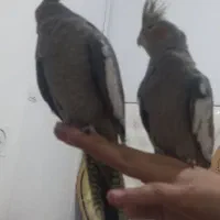 عروس هلندی
