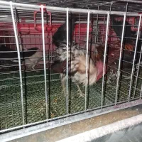 قفس مرغ تخم گذار پراور