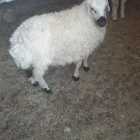 دوتا بره سبک