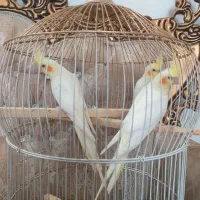 عروس هلندی زرد و طوسی
