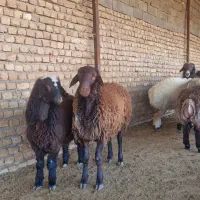 بره نر همو|حیوانات مزرعه|شیروان (خراسان), |دیوار