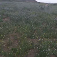 زمین جهت کشت گندم دیم