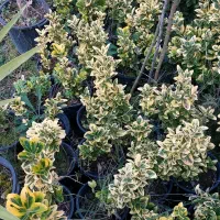 شمشاد|حراج|کلاچای, |دیوار