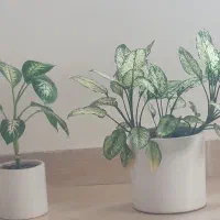 گل طبعی