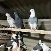 16عدد کفتر پرشی ناب و اصیل مخصوص جوجه کشی|پرنده|اردبیل, |دیوار