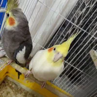 عروس هلندی نر|پرنده|زابل, |دیوار