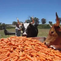 هویج دامی رایگان