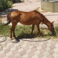 مادیان یورقه اصیل -سواری نرم ، سالم و آرام