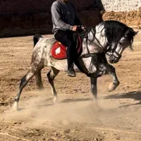 اسب نریان کرد ۶دنگ