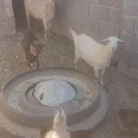 فروش بزوبزغاله