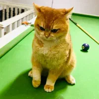 بریتیش نراصیل وارداتی گردن گیر|گربه|کرج, گلشهر|دیوار