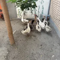 فروش غاز و اردک