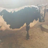 گاو|حیوانات مزرعه|خانمیرزا, |دیوار