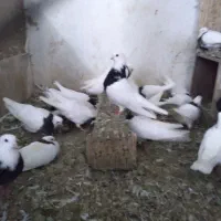 کفتر  هومر  دوکت و  طوقی