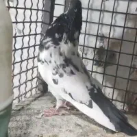 کفترکله ای تیدی