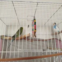 یک جفت مرغ عشق آماده خوش رنگ