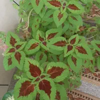 گل های تزئینی برای خانه