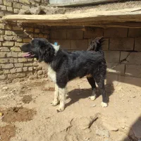 واگذاری توله سگ قدرجونی  نر.نگهبان