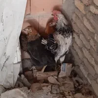 خروس و دو مرغ محلی نزدیک به تخم گذاری