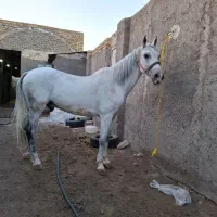 اسب نریون کرد|اسب و تجهیزات اسب‌سواری|قم, آرامستان بهشت معصومه|دیوار