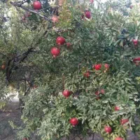 فروش انار سفید و قرمز تفت یزد