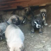 واگذاری توله سگ