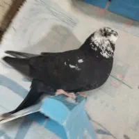 کبوتر هندی|پرنده|بوشهر, |دیوار