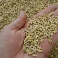 خوراک دام ،ذرت جو سویا،کنسانتره ،سبوس ،حبوبات