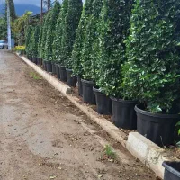 گل یاس هلندی