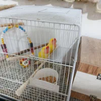 پرنده معاوضه ای با سگ|پرنده|گرمسار, |دیوار