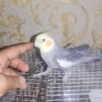 عروس هلندی نر