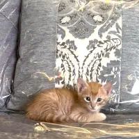 واگذاری گربه نارنجی  دی اس اچ