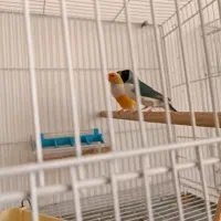 فنچ گلدین|پرنده|سبزوار, همت|دیوار