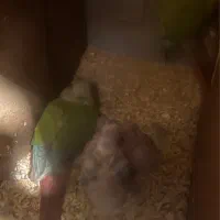 گرین چیک مولد|پرنده|بیرجند, |دیوار