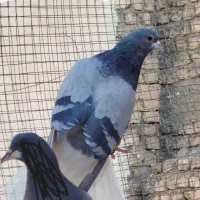 نروماده دمگیر خرقه یه سر روس|پرنده|برخوار, |دیوار